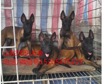 纯正阿根延杜高猎犬 比利时马犬 德国牧羊犬出售