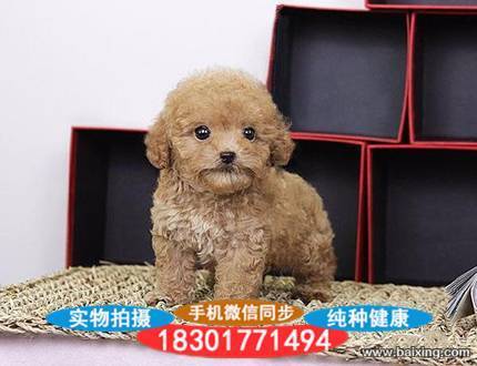 纯种茶杯体 玩具体泰迪熊幼犬 贵宾犬 宠物狗活体